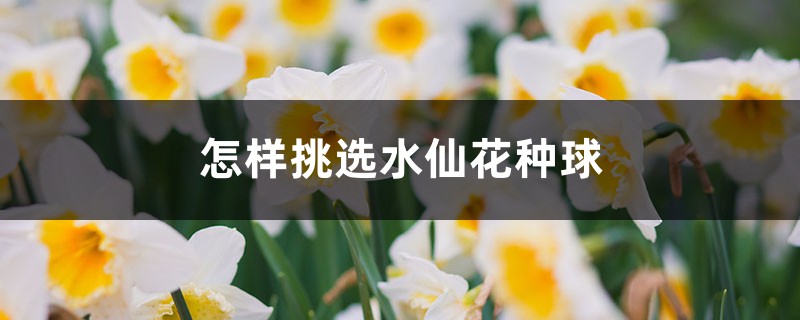 怎样挑选水仙花种球