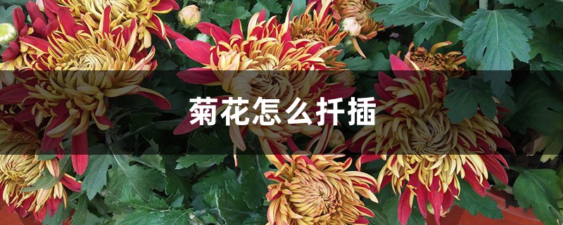 菊花怎么扦插