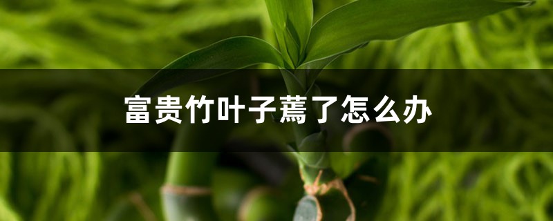富贵竹叶子蔫了怎么办 富贵竹叶子蔫了怎么办