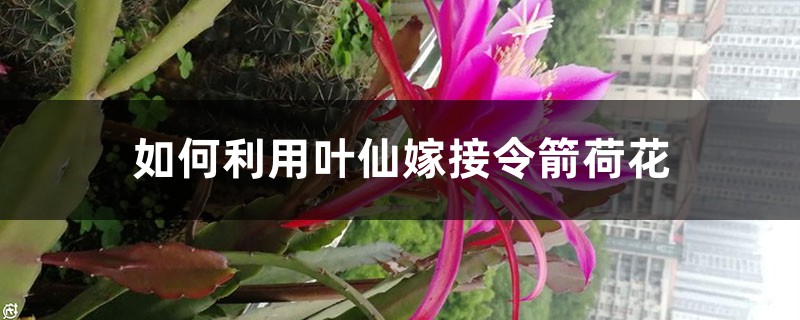 如何利用叶仙嫁接令箭荷花 如何利用叶仙嫁接令箭荷花