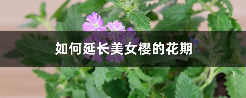 如何延长美女樱的花期