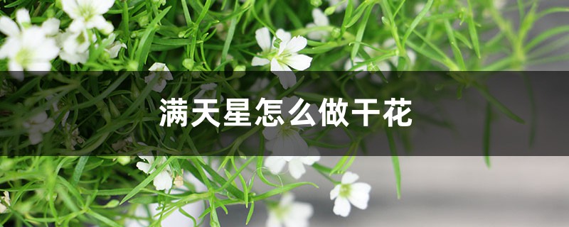 满天星怎么做干花