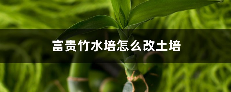 富贵竹水培怎么改土培