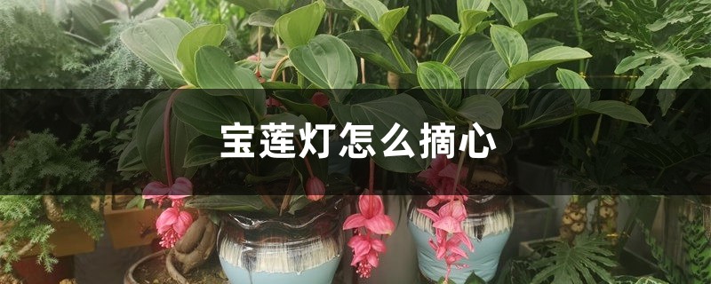 宝莲灯怎么摘心