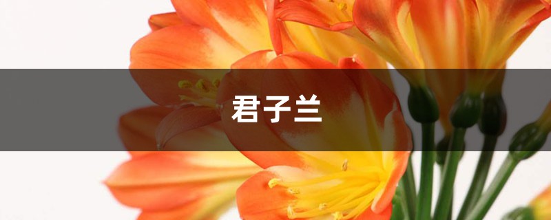 君子兰根上抹点它，变成群兰挤满盆，开花太惊艳了！