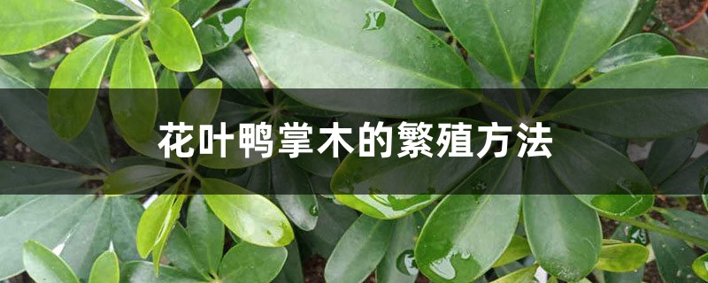 花叶鸭掌木的繁殖方法 花叶鸭掌木的繁殖方法