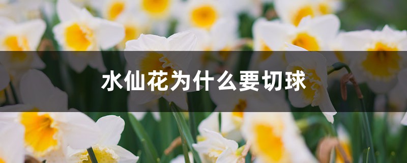 水仙花为什么要切球