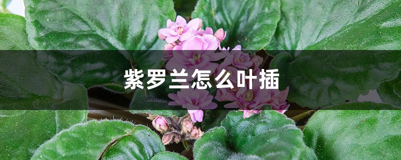 紫罗兰怎么叶插