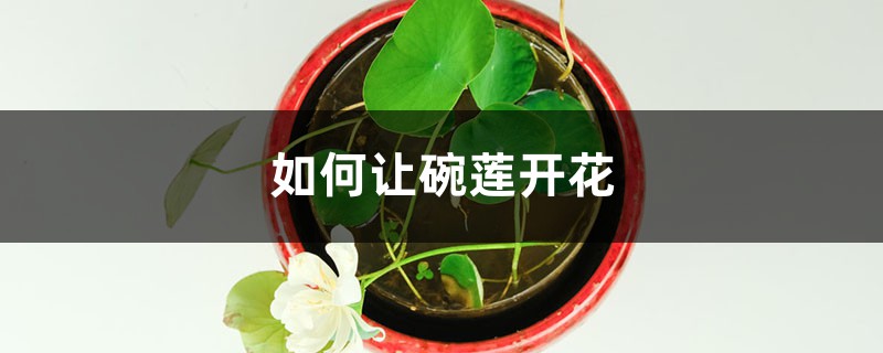 如何让碗莲开花