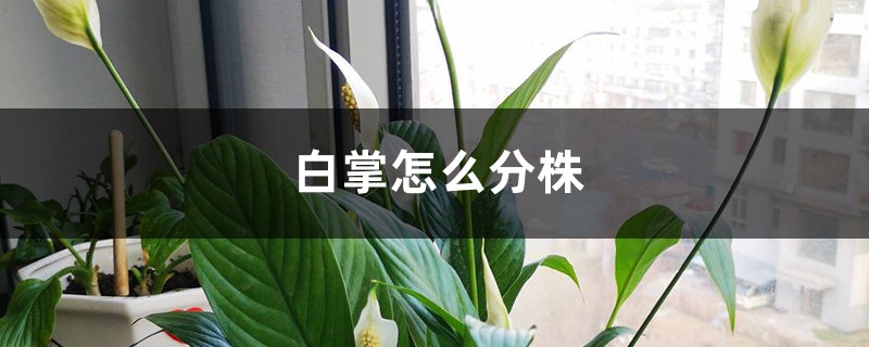 白掌怎么分株