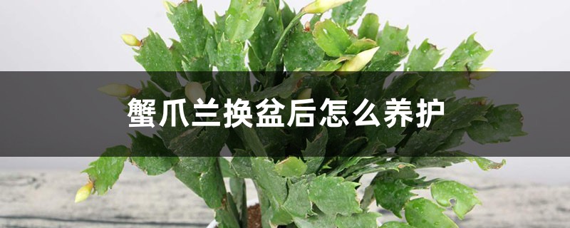 蟹爪兰换盆后怎么养护