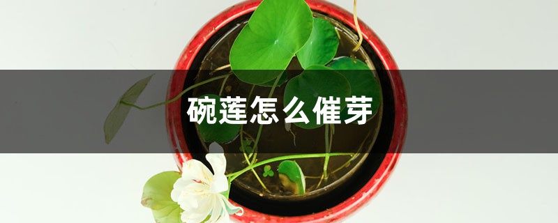 碗莲怎么催芽