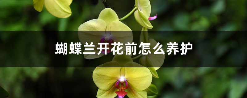 蝴蝶兰开花前怎么养护