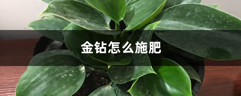 金钻怎么施肥 金钻怎么施肥