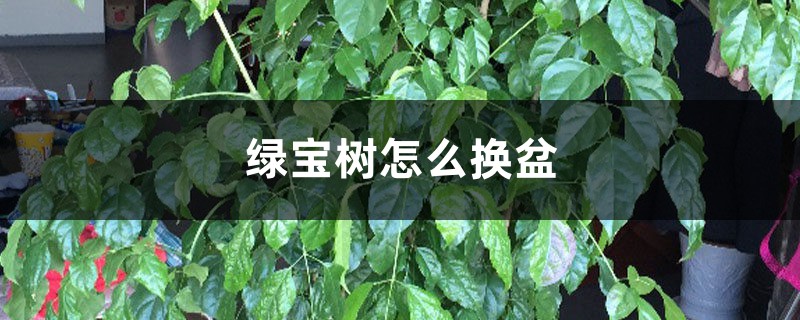 绿宝树怎么换盆 绿宝树怎么换盆