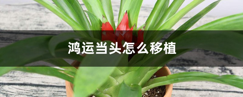 鸿运当头怎么移植