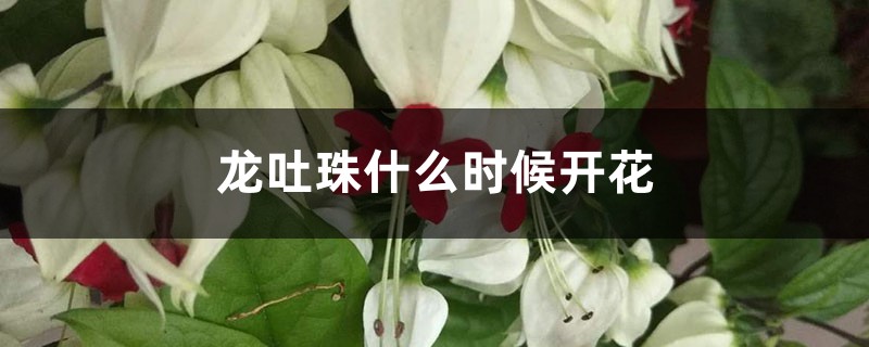 龙吐珠什么时候开花