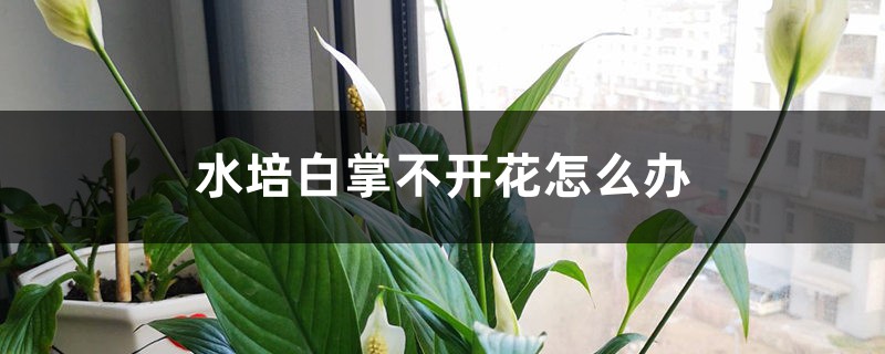 水培白掌不开花怎么办