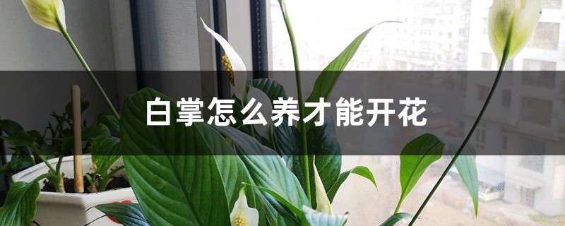 白掌怎么养才能开花