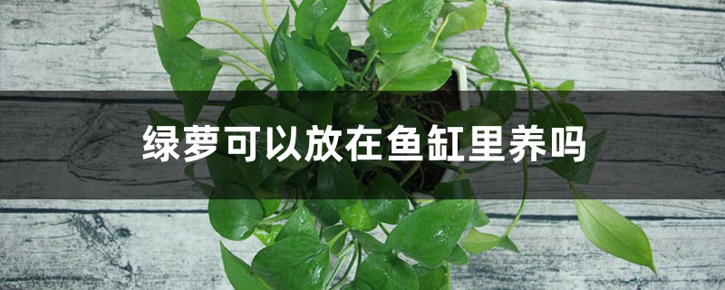 绿萝可以放在鱼缸里养吗