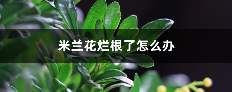 米兰花烂根了怎么办