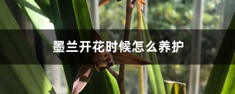 墨兰开花时候怎么养护