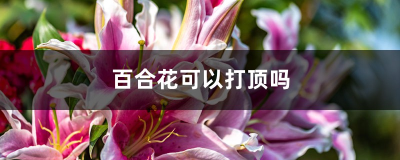 百合花可以打顶吗