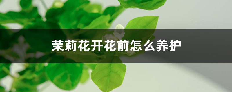 茉莉花开花前怎么养护