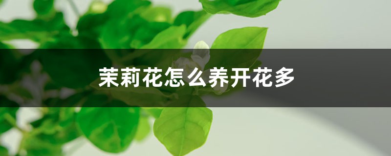 茉莉花怎么养开花多