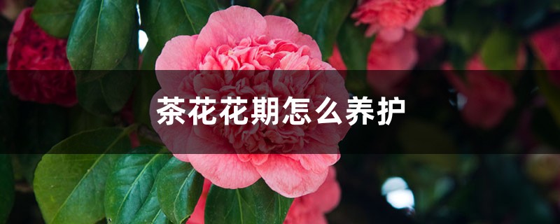 茶花花期怎么养护