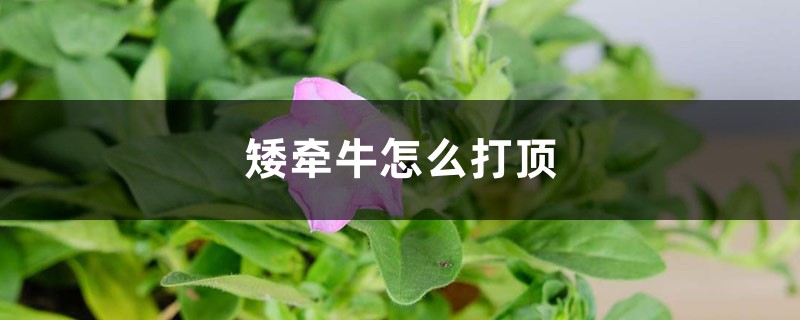 矮牵牛怎么打顶