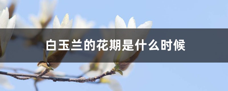 白玉兰的花期是什么时候