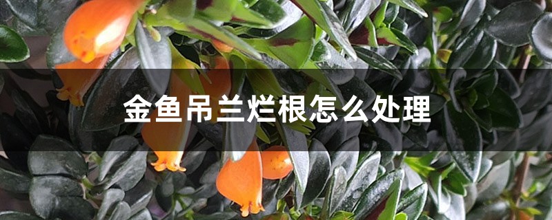 金鱼吊兰烂根怎么处理