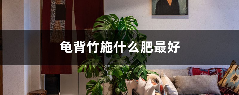 龟背竹施什么肥最好