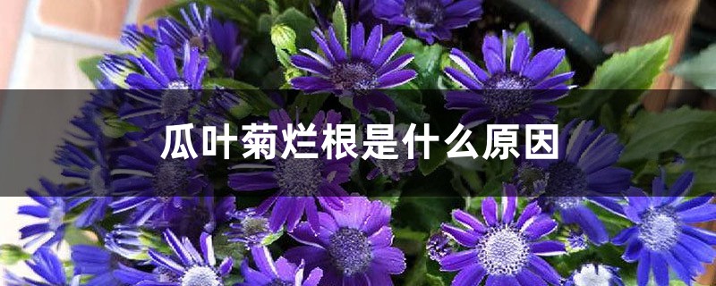 瓜叶菊烂根是什么原因