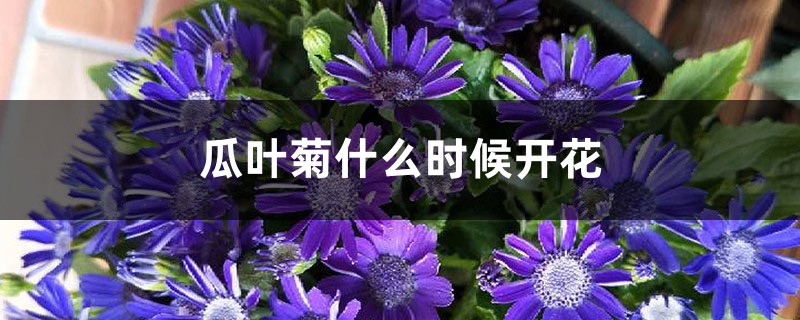 瓜叶菊什么时候开花