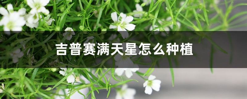 吉普赛满天星怎么种植