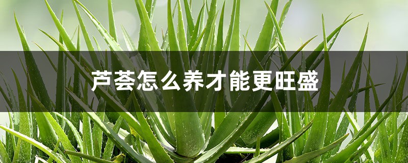 芦荟怎么养才能更旺盛