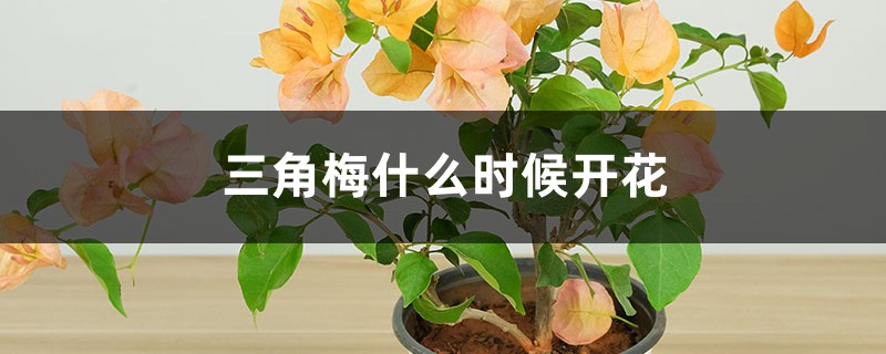 三角梅什么时候开花