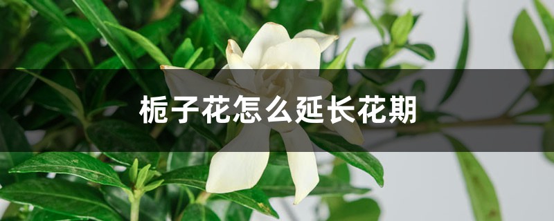 栀子花怎么延长花期