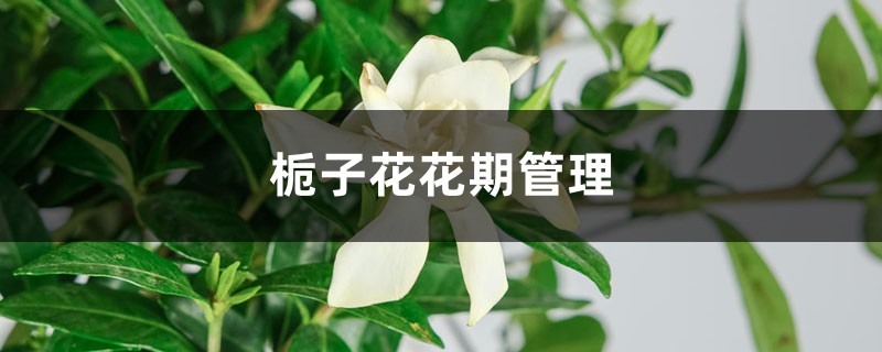 栀子花花期管理