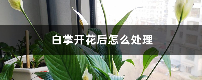 白掌开花后怎么处理