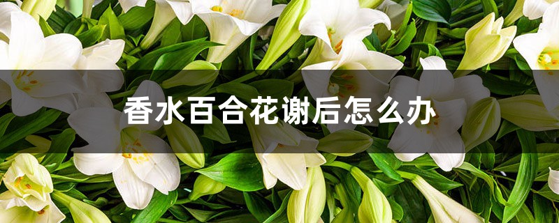 香水百合花谢后怎么办