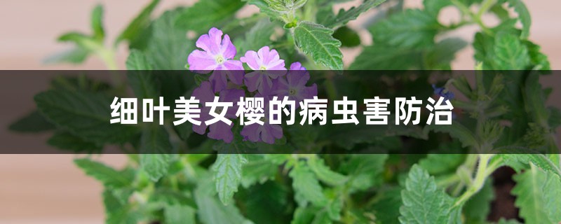 细叶美女樱的病虫害防治