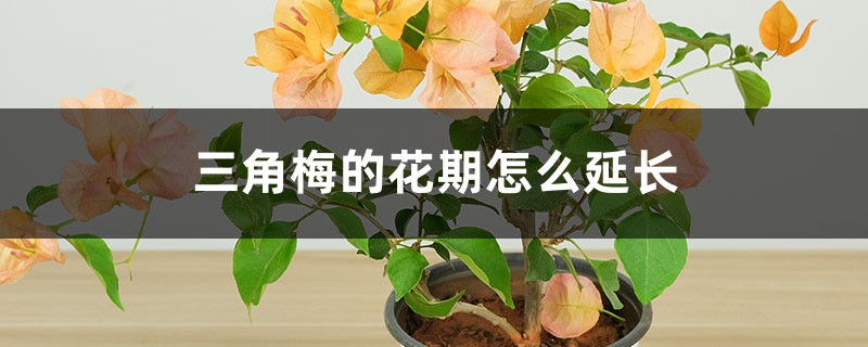 三角梅的花期怎么延长