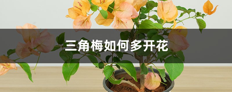 三角梅如何多开花