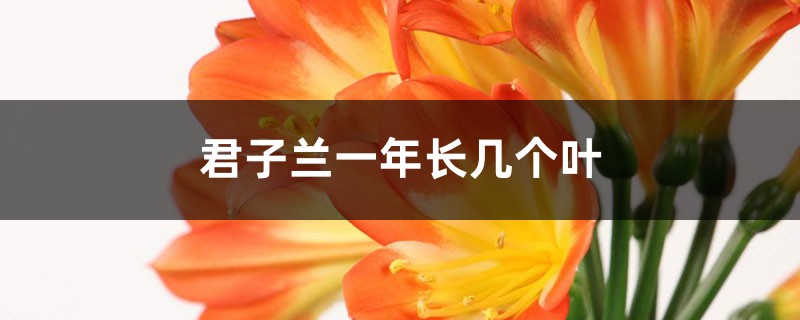 君子兰一年长几个叶