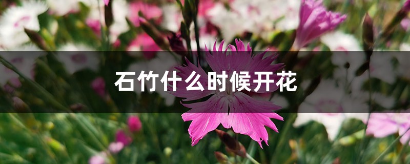 石竹什么时候开花