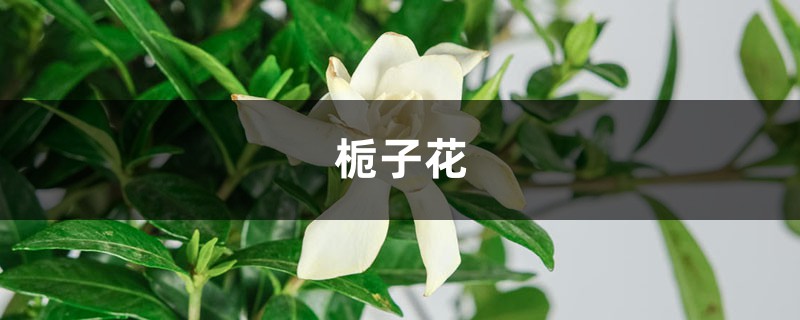 刚买的栀子总发黄？学1招，3天黄叶变绿叶，花朵咕噜噜冒！