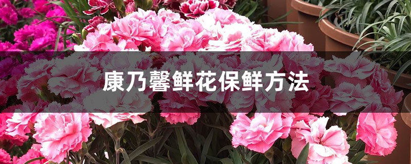 康乃馨鲜花保鲜方法